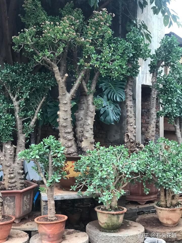 盆景养殖致富之路_致富经盆景种植_盆栽致富