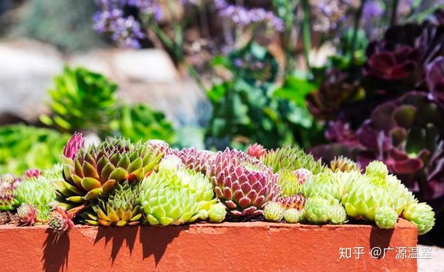 多肉市场前景好，但是你知道多肉的暴利跟种植方法吗