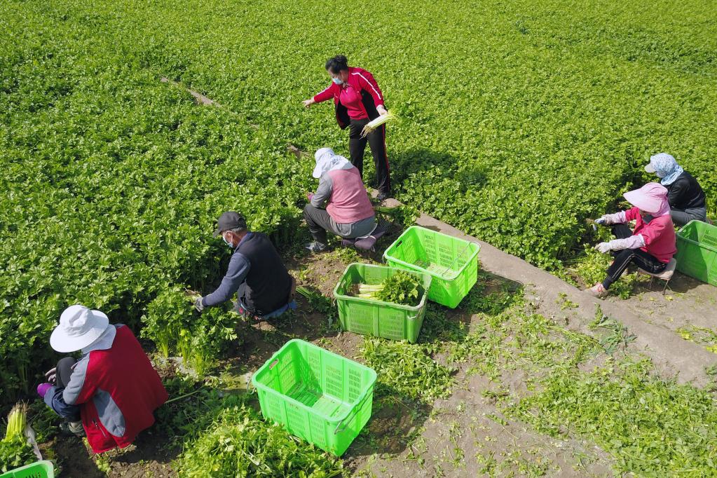 “土疙瘩”成“香饽饽”——甘肃深挖“土特产” 助农增收致富
