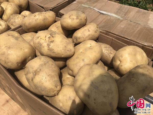 普洱澜沧：科技扶贫进田间 土豆产业促脱贫