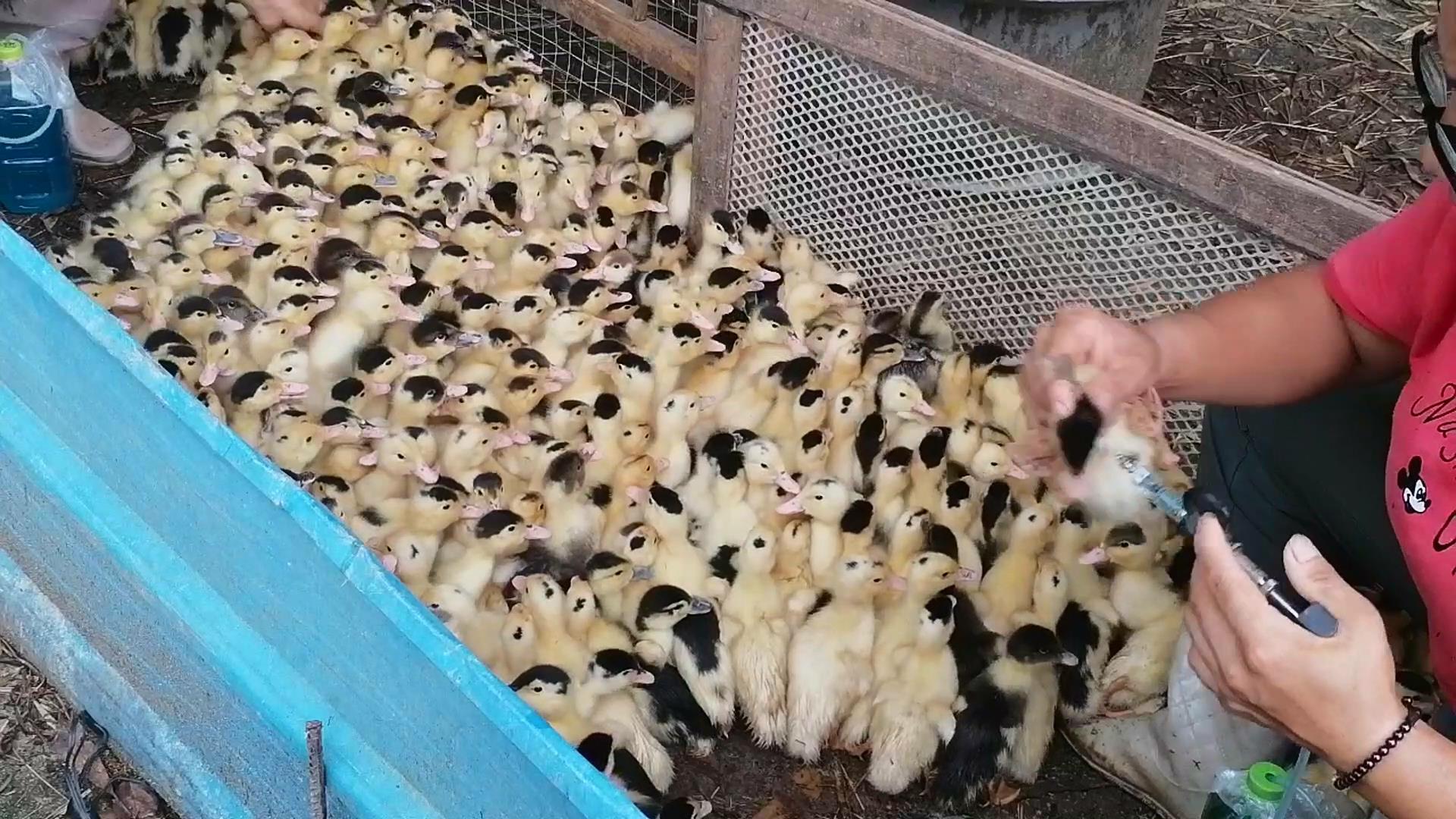 大棚养蛋鸭的视频_养殖蛋鸭的前景如何_蛋鸭养殖技术视频播放
