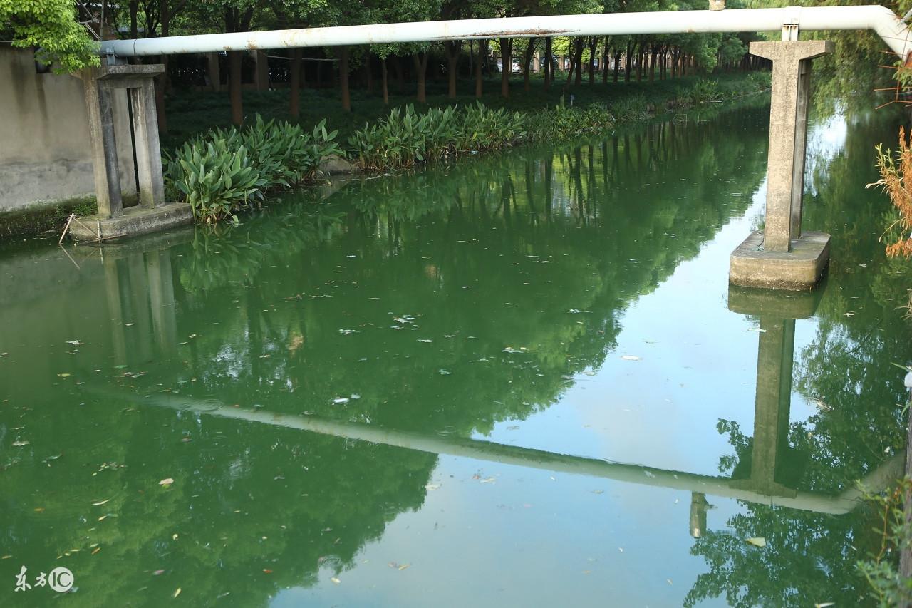水产养殖浮游生物与池塘水色及肥度的关系