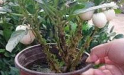 人参果如何种植技术
