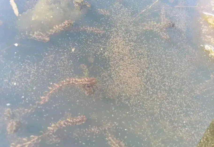 浮游动物养殖技术_养殖动物浮游技术规范_养殖动物浮游技术有哪些