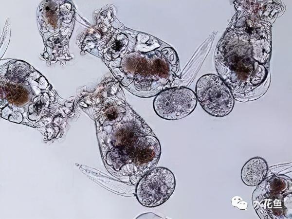 养殖动物浮游技术有哪些_养殖动物浮游技术规范_浮游动物养殖技术