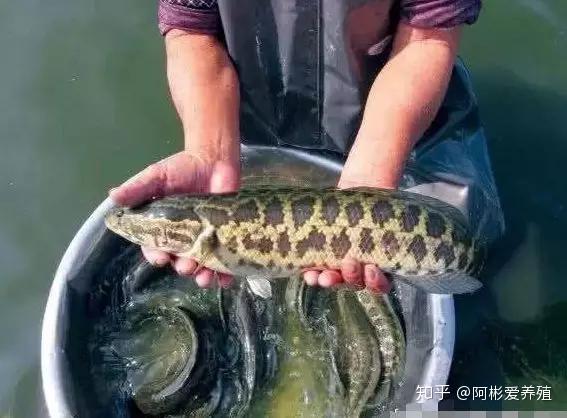 养殖生鱼技术与管理_养殖生鱼要注意事项_生鱼的养殖技术