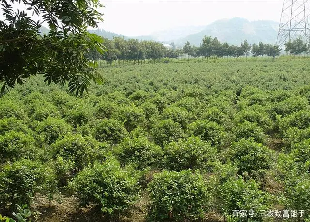 枸骨种植方法注意事项_种植枸骨致富_致富经枸骨树视频