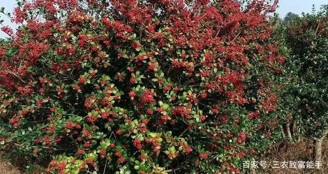 致富经枸骨树视频_种植枸骨致富_枸骨种植方法注意事项