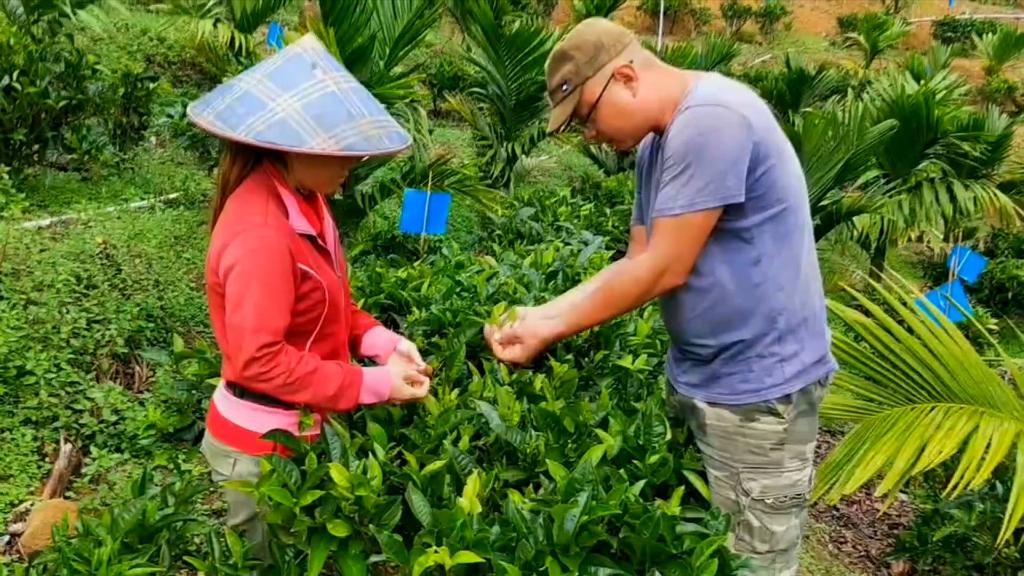 致富经蜗牛养殖视频_男子养殖食用蜗牛致富案例_食用蜗牛养殖成本