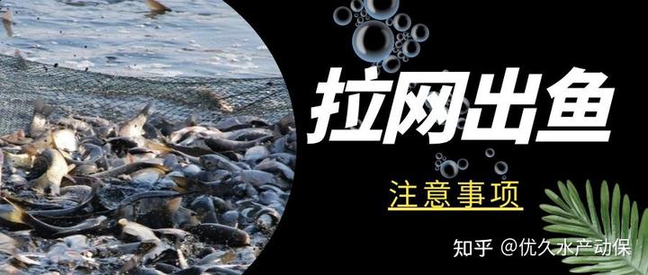 生鱼养殖技术与管理_生鱼的养殖技术_生鱼养殖投喂技术