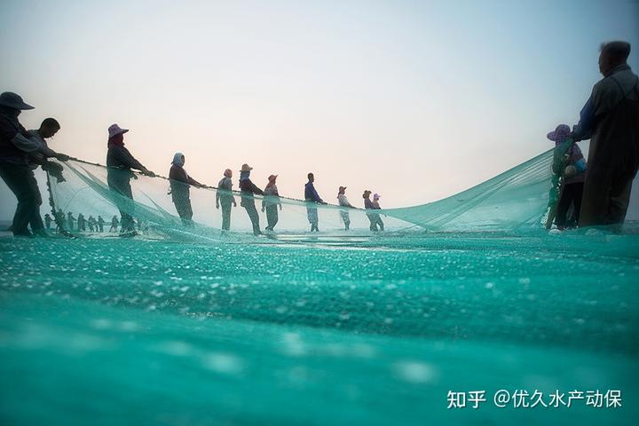生鱼养殖技术与管理_生鱼的养殖技术_生鱼养殖投喂技术
