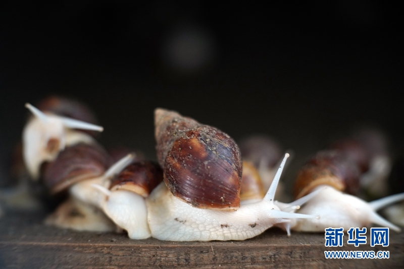 男子养殖食用蜗牛致富案例_蜗牛养殖骗局揭秘_致富经蜗牛养殖视频