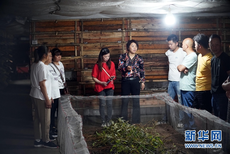蜗牛养殖骗局揭秘_致富经蜗牛养殖视频_男子养殖食用蜗牛致富案例