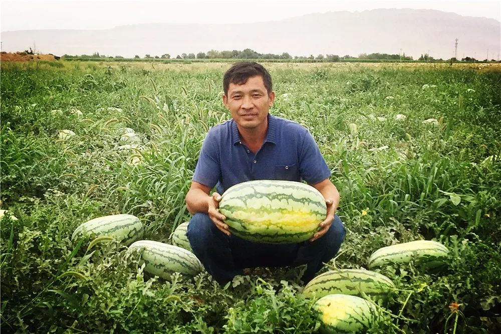 黄芪的种植投资及效益_黄芪种植收益及行情2020_致富经里种植黄芪致富的人