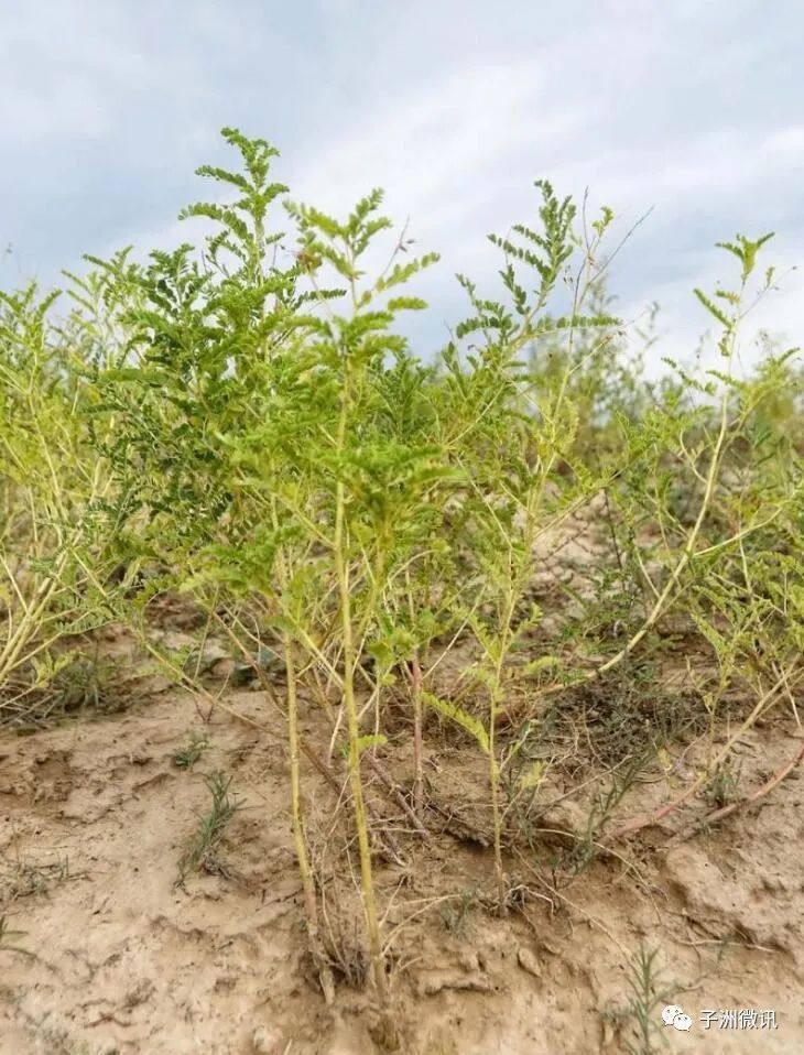 黄芪种植收益及行情2020_黄芪种植收益_致富经里种植黄芪致富的人