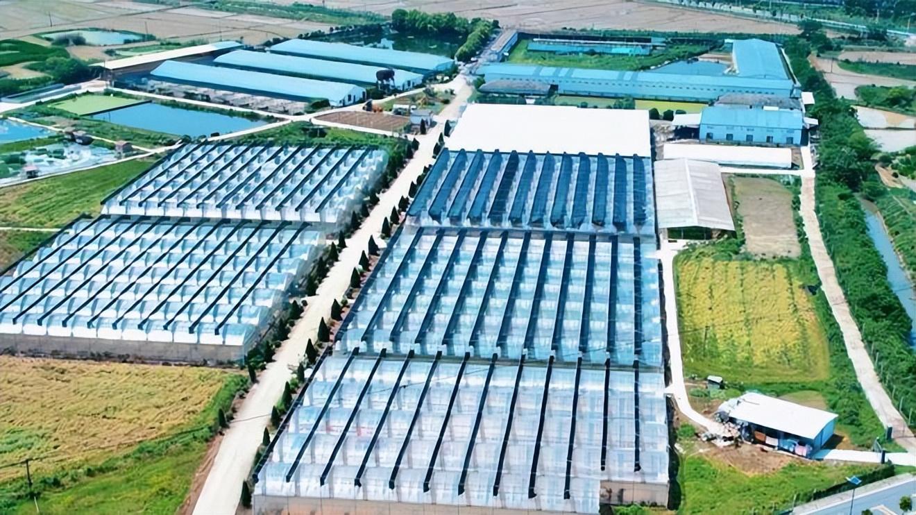 大棚养蛋鸭的视频_圈养蛋鸭养殖视频播放_蛋鸭养殖技术视频播放