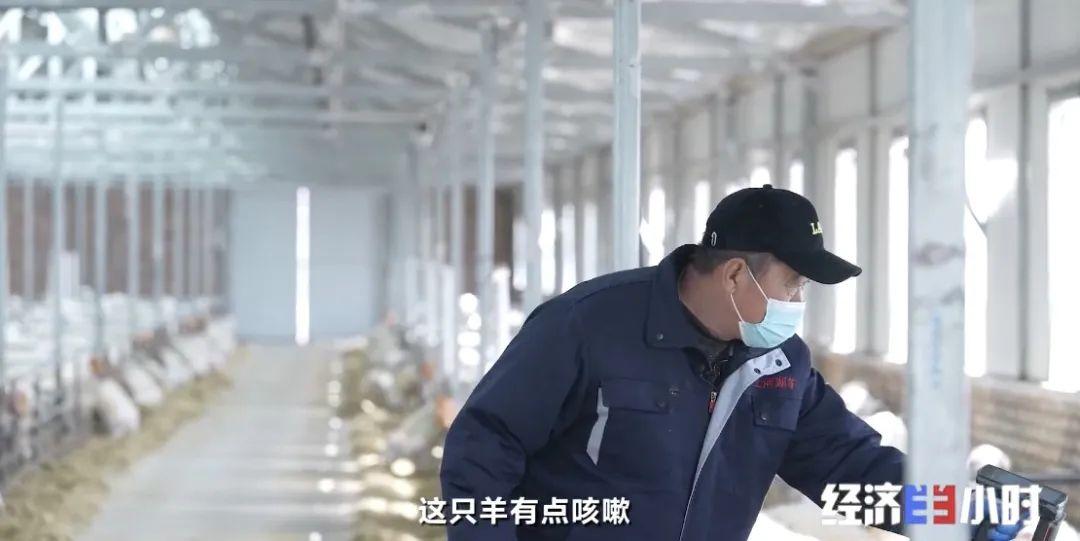 湖羊养殖技术要点视频_湖羊养殖技术大全_湖羊养殖技术指导