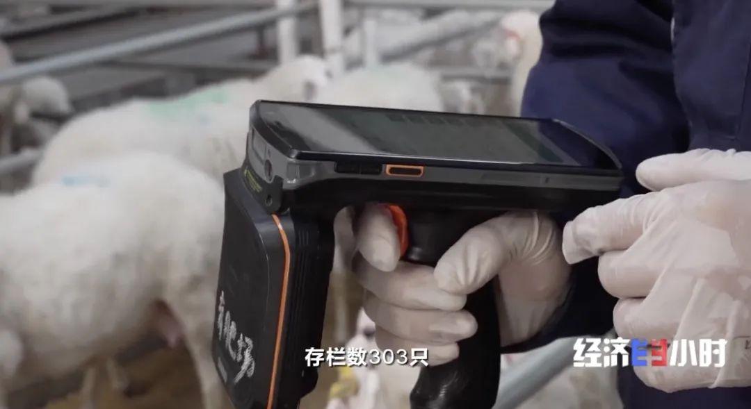 湖羊养殖技术指导_湖羊养殖技术大全_湖羊养殖技术要点视频