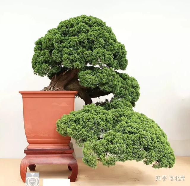 盆栽致富经_致富经盆景种植_盆景养殖致富之路