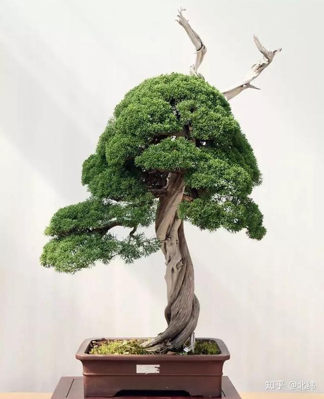 盆栽致富经_致富经盆景种植_盆景养殖致富之路