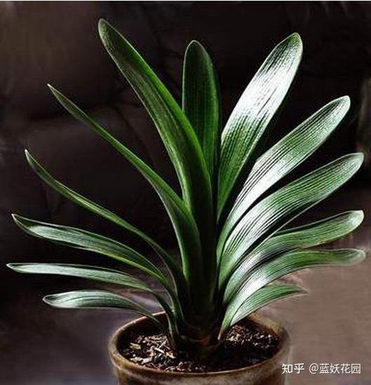 种植兰花的技术_兰花种植技术视频教程_兰花种植技术培训班