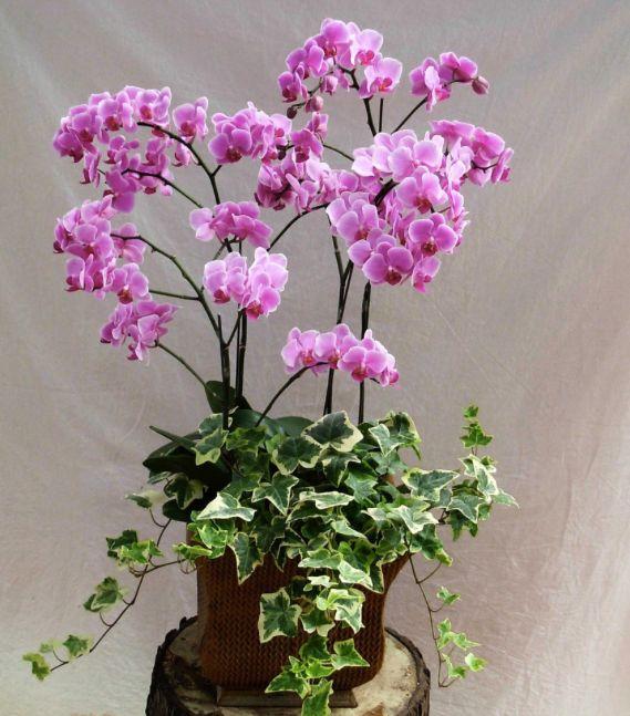 1､蝴蝶兰的花盆：瓦盆、塑料盆等注意事项