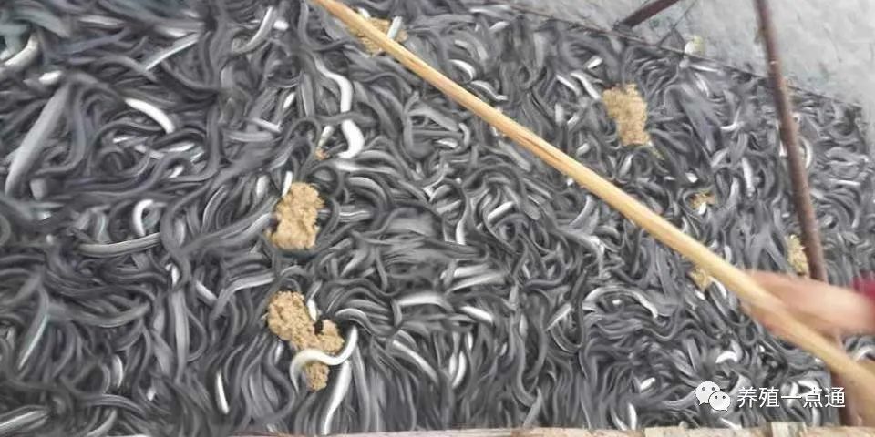 【鳗鱼养殖】新技术养殖鳗鱼效益高，无限循环水，全年控温无抗养鱼