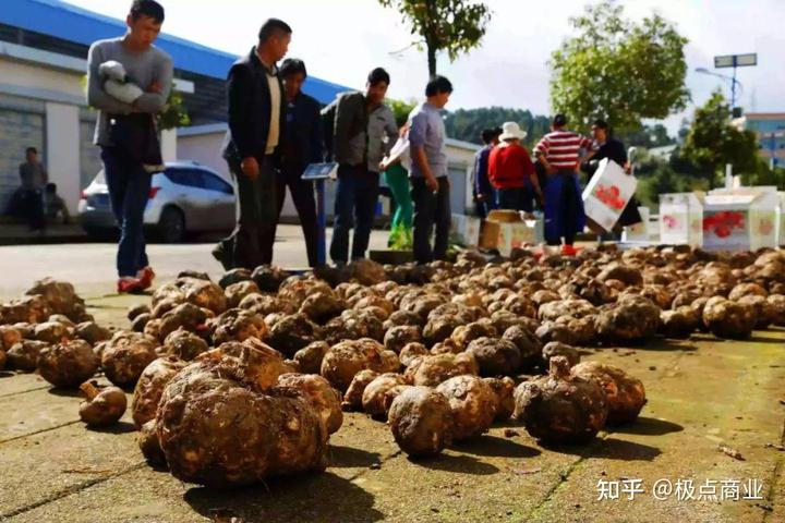魔芋种植致富经_种植魔芋致富项目_致富种植魔芋项目介绍