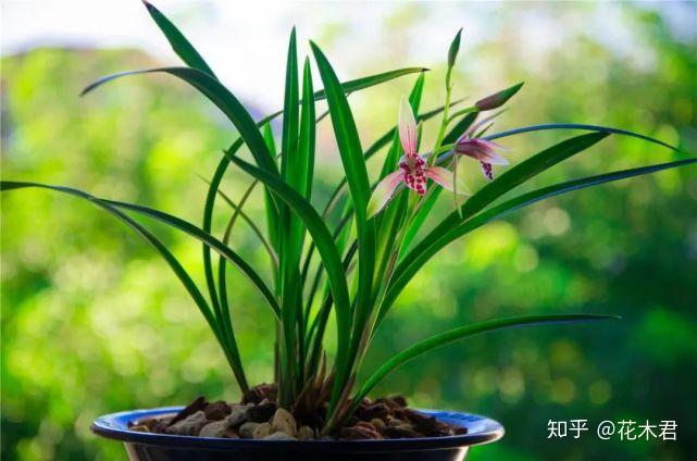 种植兰花的技术_兰花种植技术视频教程_兰花种植技术与管理