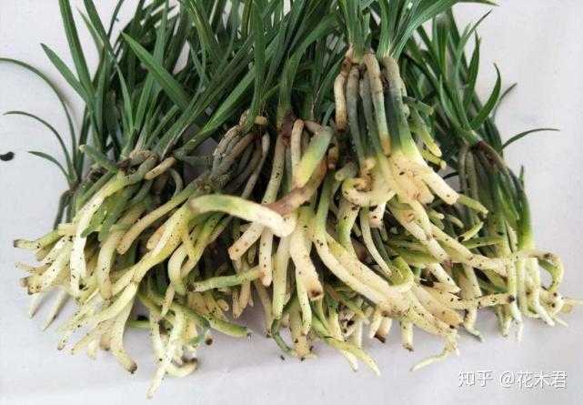 种植兰花的技术_兰花种植技术视频教程_兰花种植技术与管理
