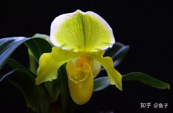 兰花种植技术大全_兰花种植技术视频_种植兰花的技术