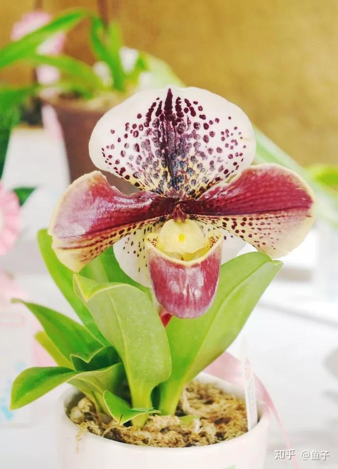 兰花种植技术视频_兰花种植技术大全_种植兰花的技术