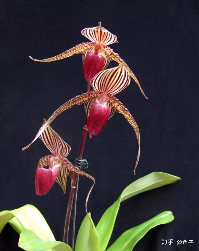 兰花种植技术视频_种植兰花的技术_兰花种植技术大全
