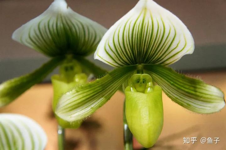 兰花种植技术视频_种植兰花的技术_兰花种植技术大全