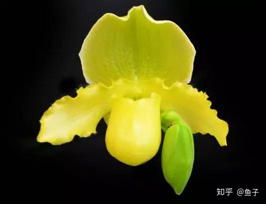 种植兰花的技术_兰花种植技术大全_兰花种植技术视频