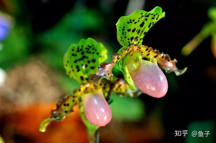 兰花种植技术大全_种植兰花的技术_兰花种植技术视频