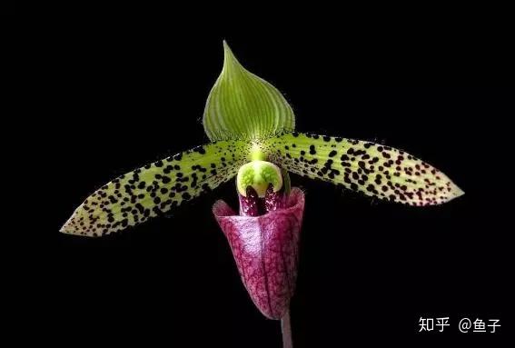 兰花种植技术大全_种植兰花的技术_兰花种植技术视频