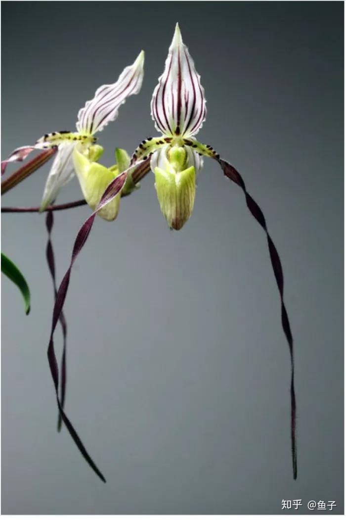 兰花种植技术大全_种植兰花的技术_兰花种植技术视频