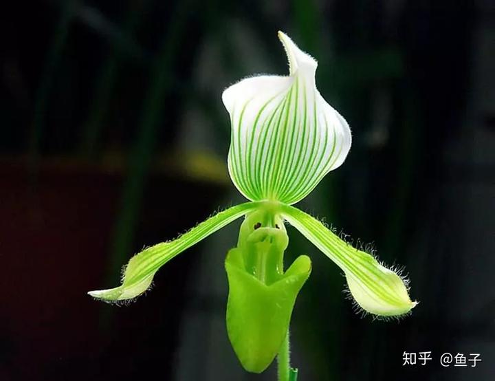 兰花种植技术视频_种植兰花的技术_兰花种植技术大全