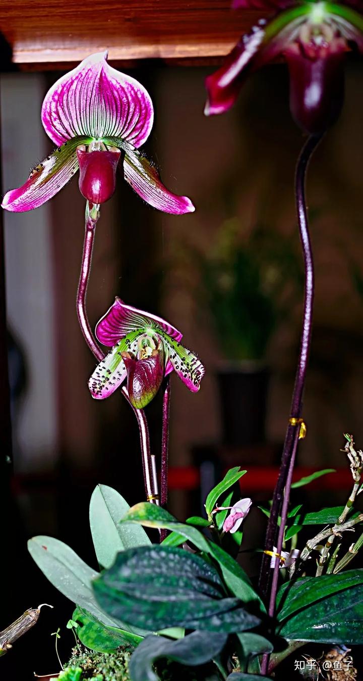 兰花种植技术大全_种植兰花的技术_兰花种植技术视频