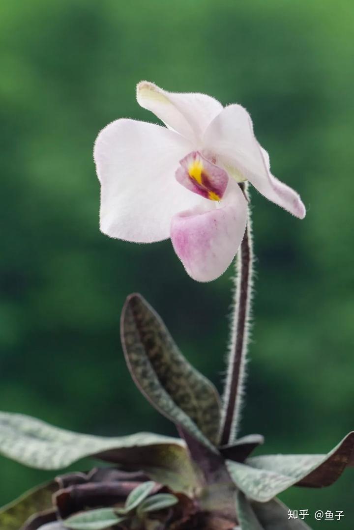 兰花种植技术视频_兰花种植技术大全_种植兰花的技术
