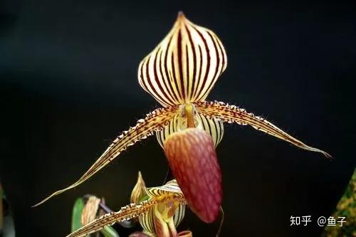 种植兰花的技术_兰花种植技术视频_兰花种植技术大全