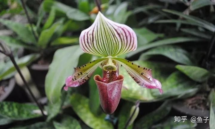 种植兰花的技术_兰花种植技术大全_兰花种植技术视频