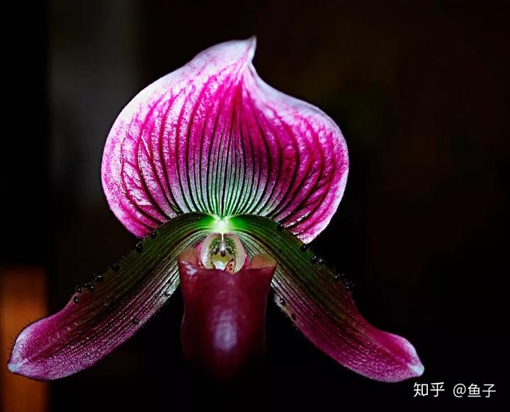 兰花种植技术大全_种植兰花的技术_兰花种植技术视频