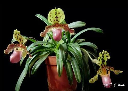 种植兰花的技术_兰花种植技术大全_兰花种植技术视频