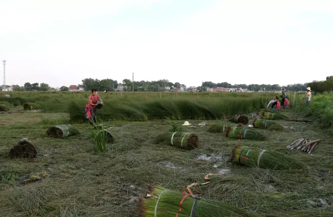 太湖县脱贫_太湖县致富经_太湖县投资项目