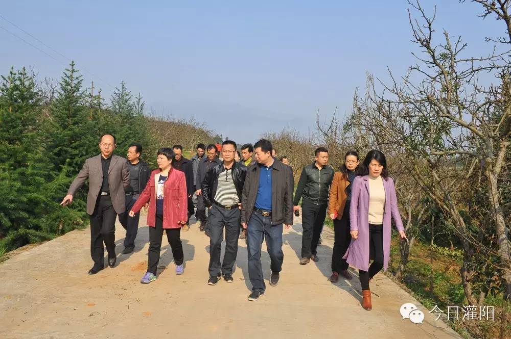 种植致富之树，发展扶贫产业，完成招商引资