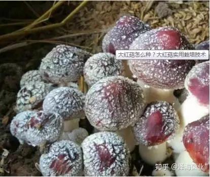 种植食用菌技术大全_种植食用菌技术主要有哪些_食用菌主要种植技术