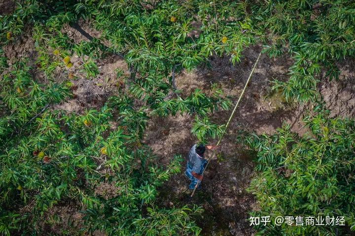 致富粟种植_粟种植历史_粟种植