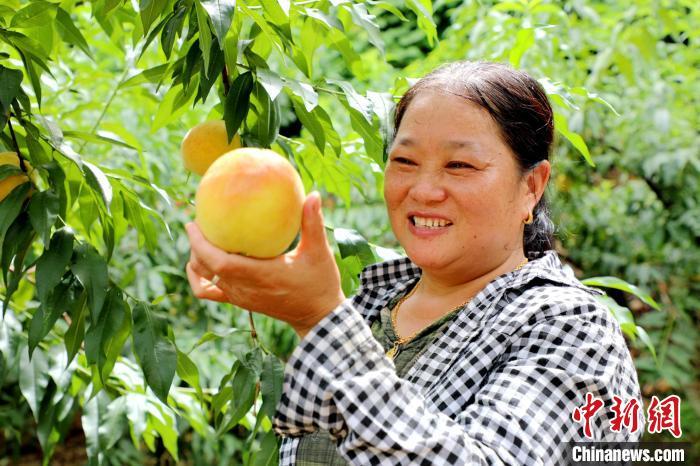 致富种植果农民视频_致富种植果农民图片_农民种植致富果
